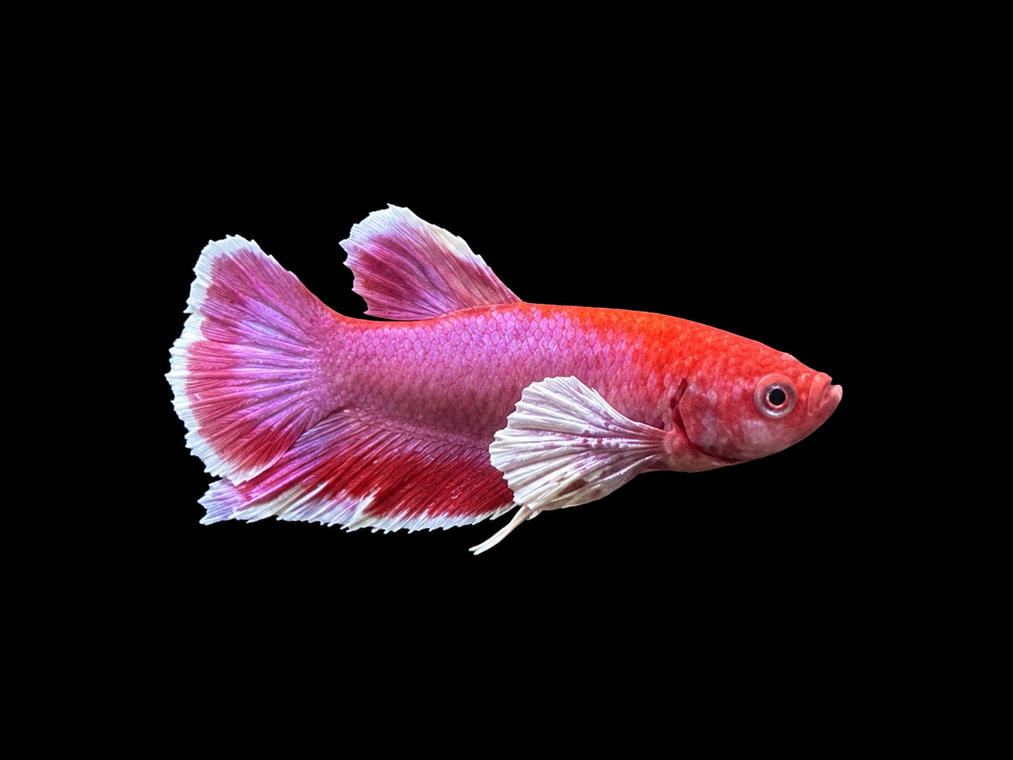Elephant Ear Plakat Male Betta – Betta splendens