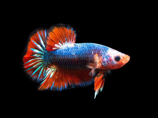 Assorted HMPK Male Beta