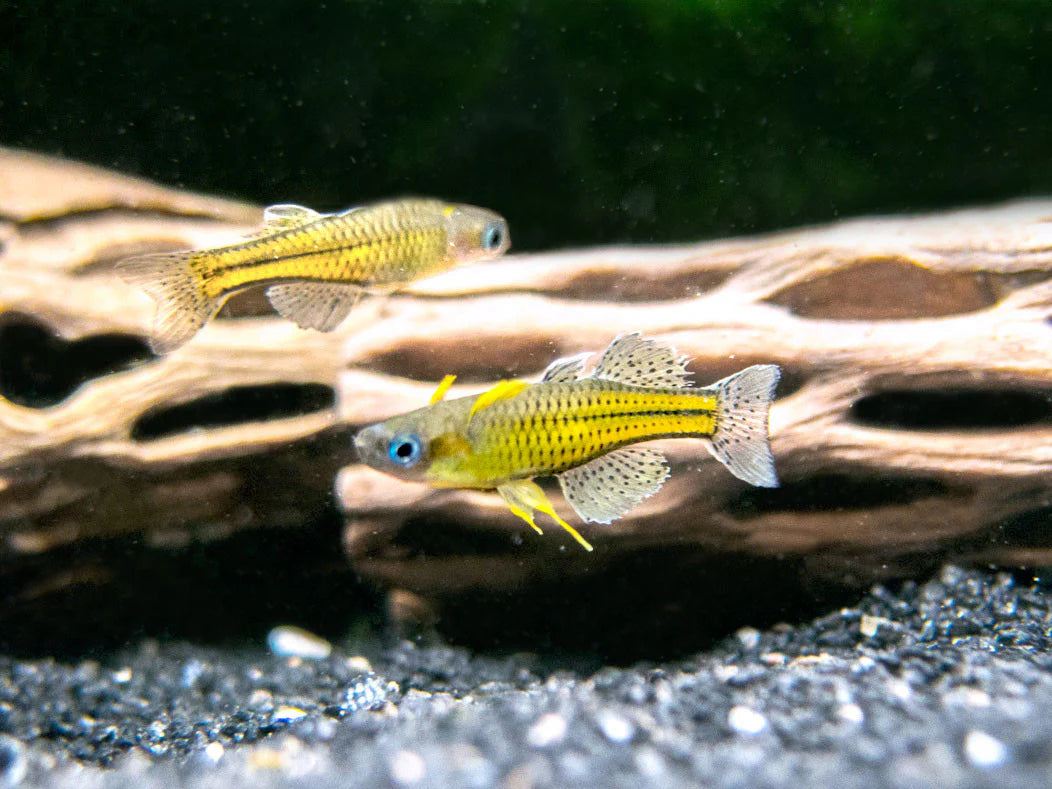 Gertrudes Blue Eye