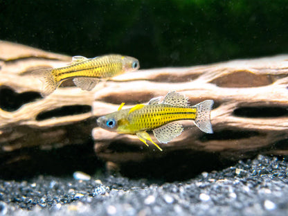 Gertrudes Blue Eye