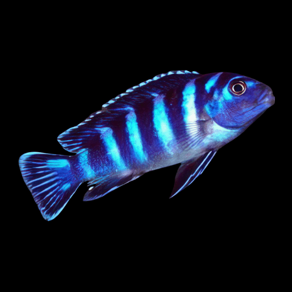 Demasoni African Cichlid (Pseudotropheus demasoni)