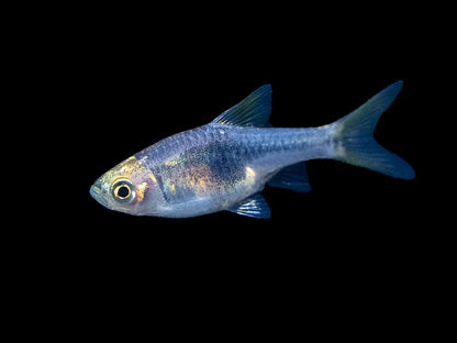 Purple Harlequin Rasbora (Trigonostigma heteromorpha)