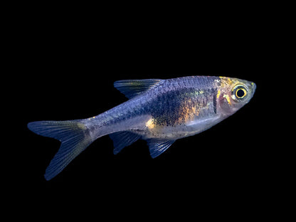 Purple Harlequin Rasbora (Trigonostigma heteromorpha)