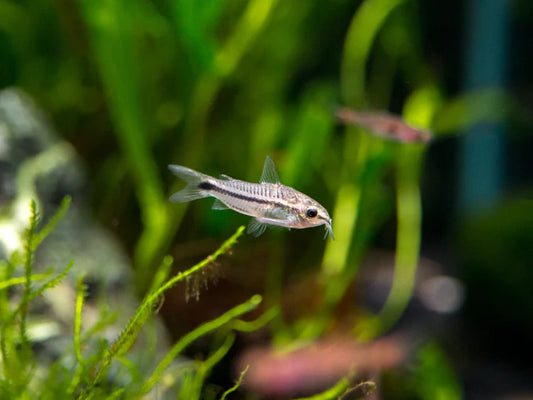 Pygmy Corydoras - 1-1.5cm - Home Bred