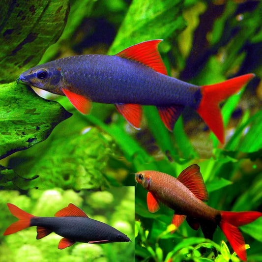 Rainbow Shark (Epalzeorhynchos frenatum)