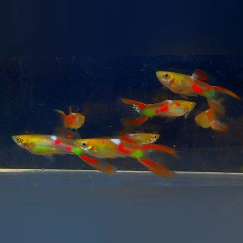 Lyretail Neon Red Guppy - Male