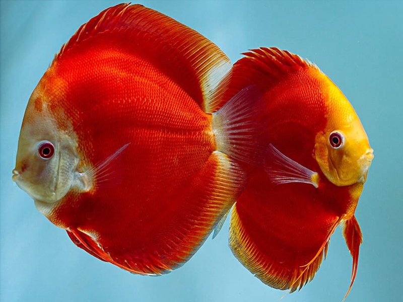 Red Melon Discus large 12cm