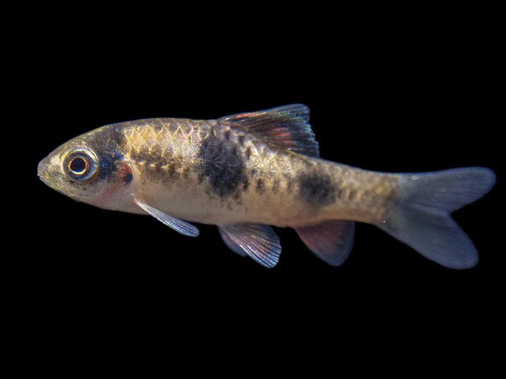 Black Ruby Barb