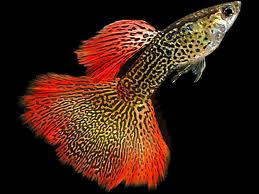 Red Snake Skin Guppy - Male