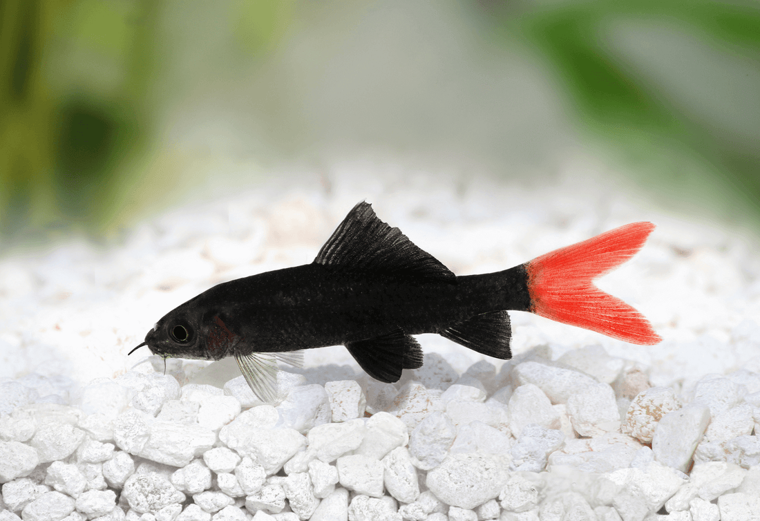 Red Tail Shark Top Fin Aquatics