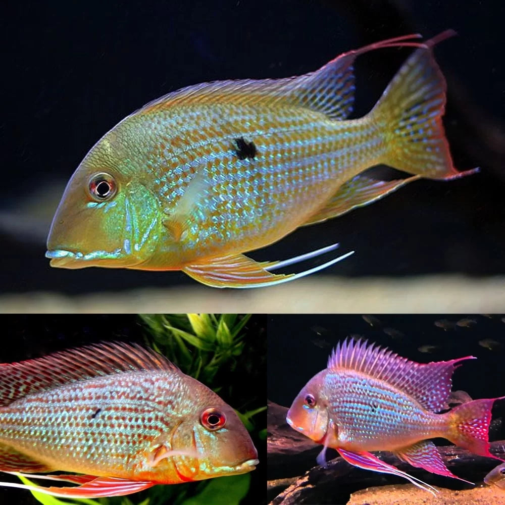 Geophagus Surinamensis