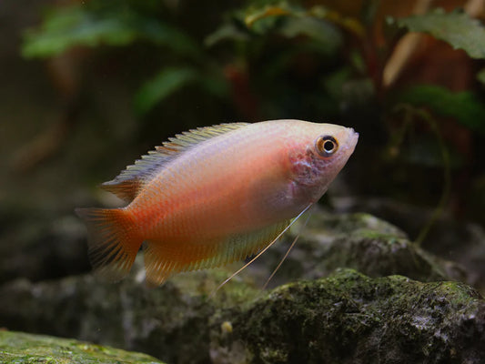 Red Honey Gourami