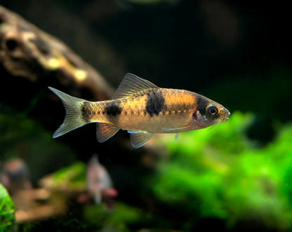 Black Ruby Barb