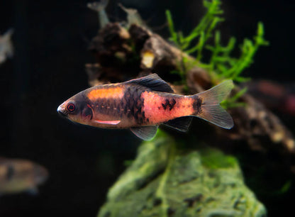 Black Ruby Barb