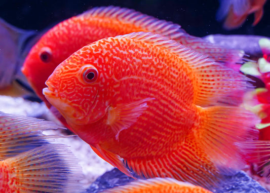 Red-Spotted Gold Severum