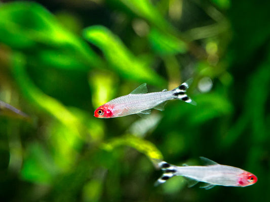 Rummy Nose Tetra (Hemigrammus bleheri),