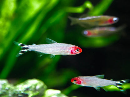 Rummy Nose Tetra (Hemigrammus bleheri),