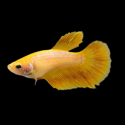 Fancy Yellow PK Male fighter