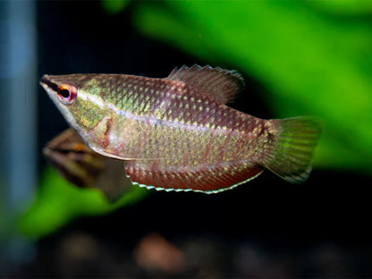 Samurai Gourami aka "Vaillant's Chocolate Gourami" (Sphaerichthys vaillanti)