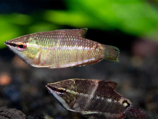 Samurai Gourami aka "Vaillant's Chocolate Gourami" (Sphaerichthys vaillanti)