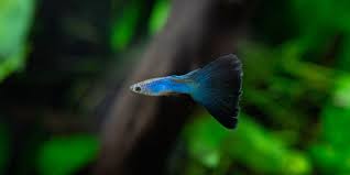 Sanga Blue Guppy - Pairs