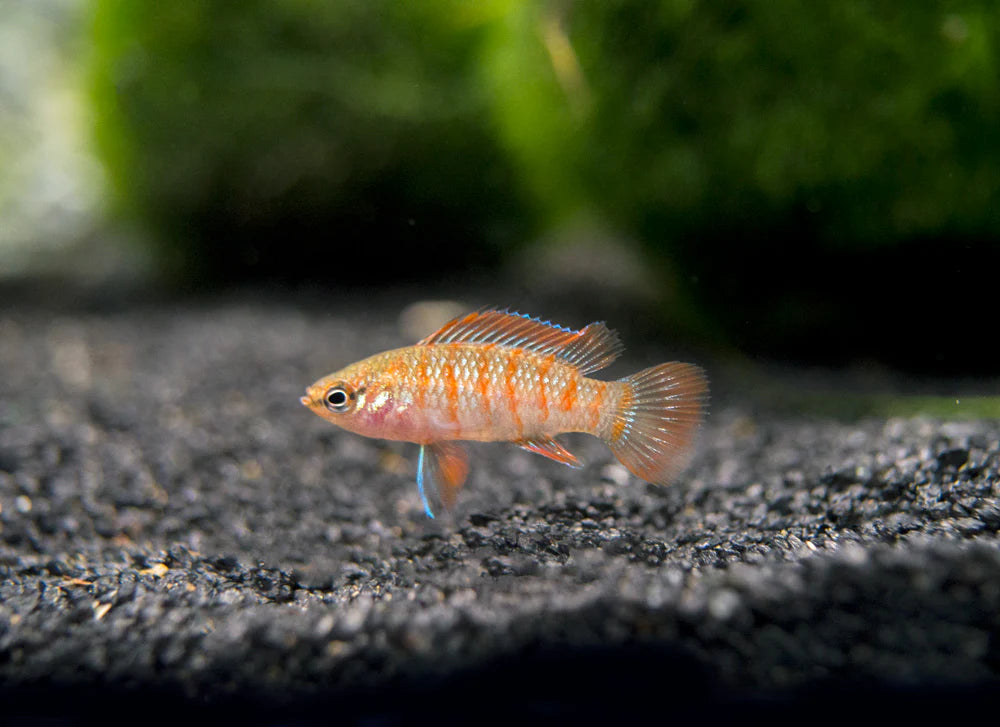 Scarlet Badis - Pairs 1M & 1 F