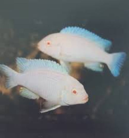 Snow White Pseudotropheus - Imported