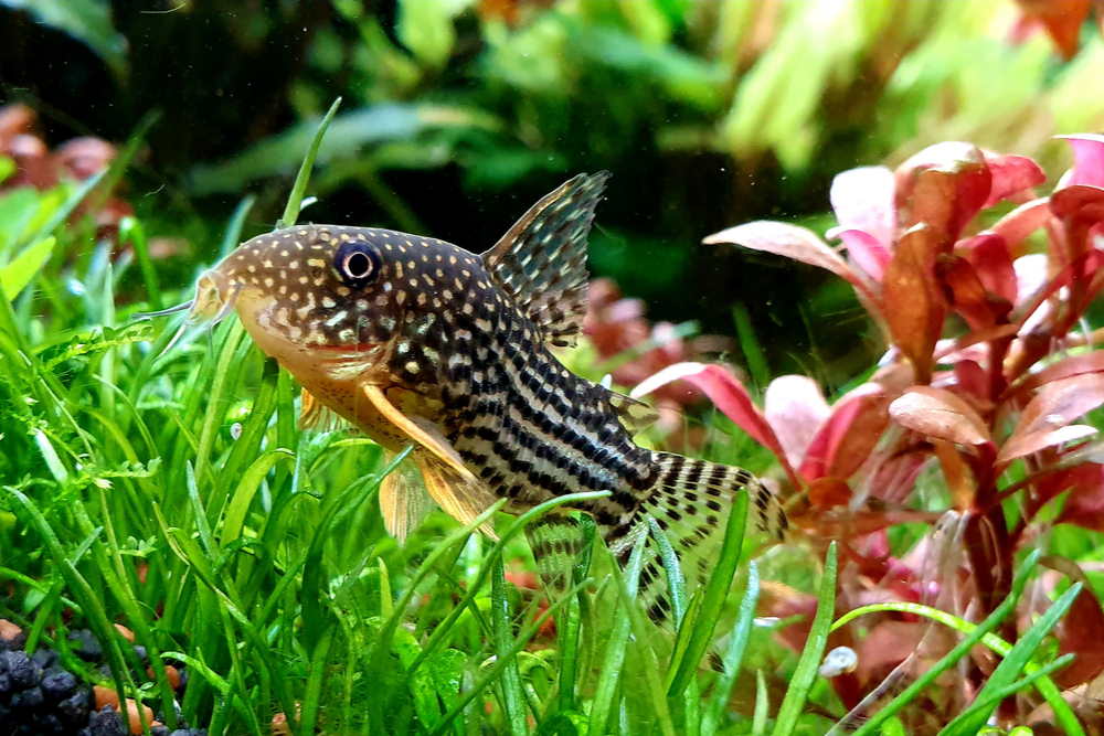 Sterbai Corydora