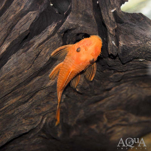 Super Red Bristlenose Pleco (Ancistrus sp. "Super Red"),