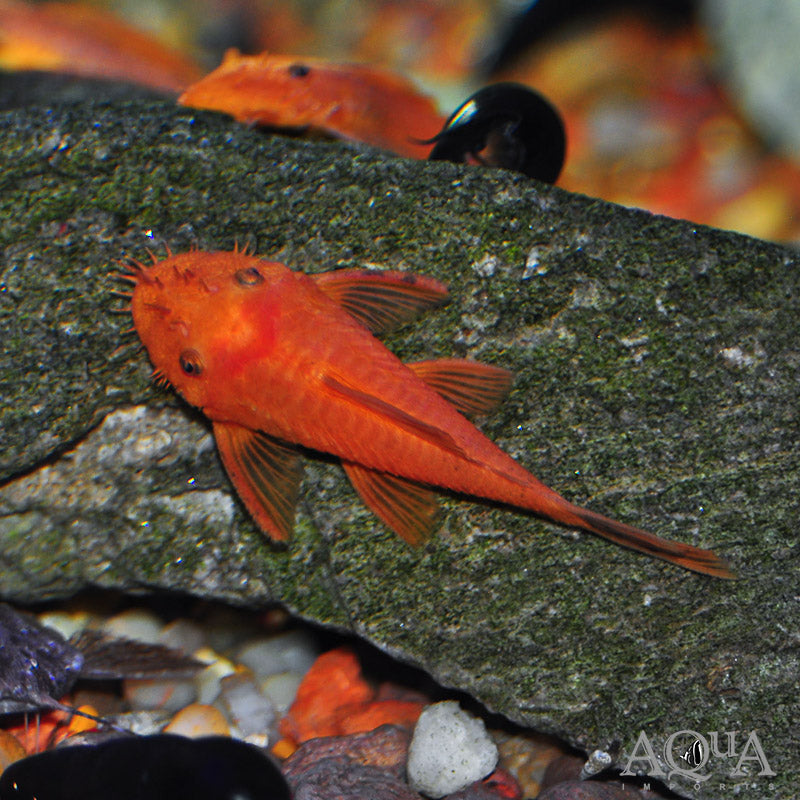 Super Red Bristlenose Pleco (Ancistrus sp. "Super Red"),