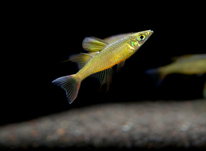 Threadfin Rainbow