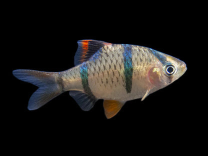 Tiger Barbs
