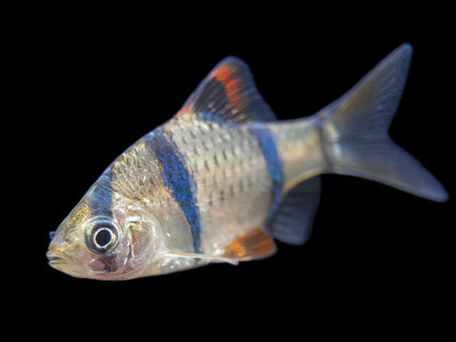 Tiger Barbs