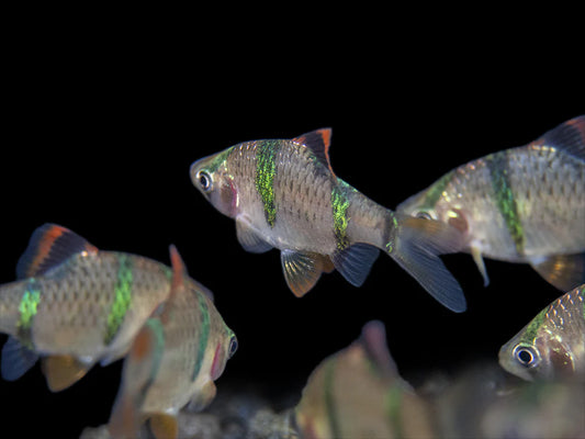 Tiger Barbs