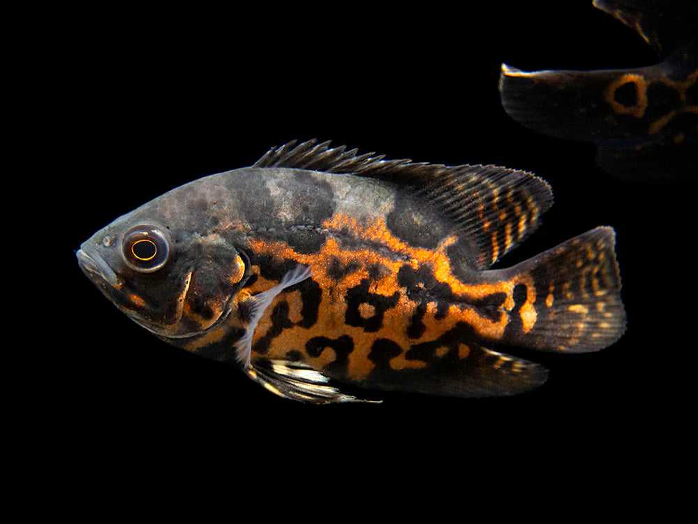Tiger Oscar (Astronotus ocellatus)