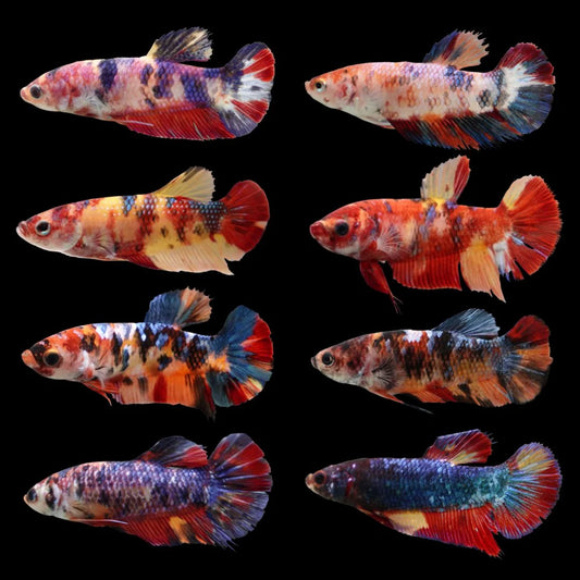 Koi Nemo Female Betta