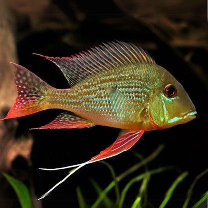 Geophagus Surinamensis