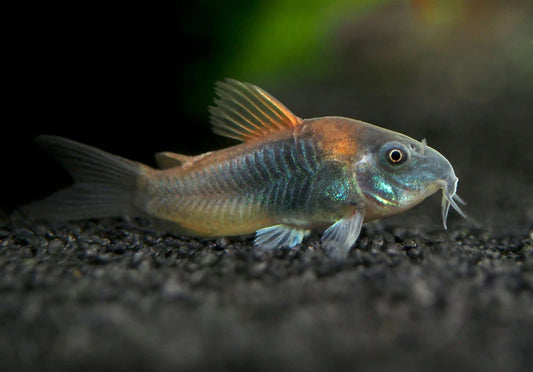 Orange Venezuelan Corydoras 2-3CM - Home Bred