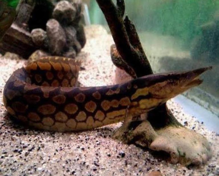 Tyre track eel
