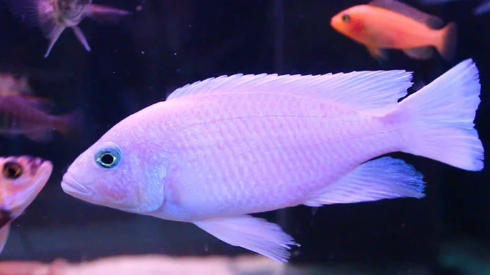 White Knight Fryeri - NZ Breed