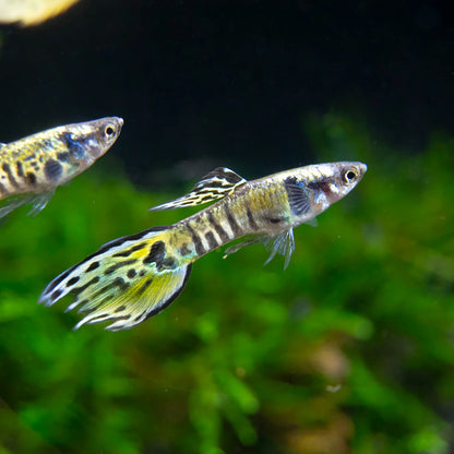 Tiger Endler Breeding Trios 1M, 2F