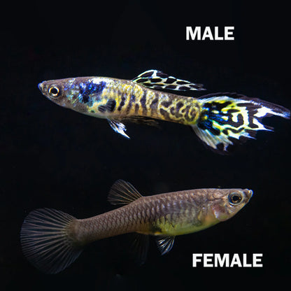 Tiger Endler Breeding Trios 1M, 2F