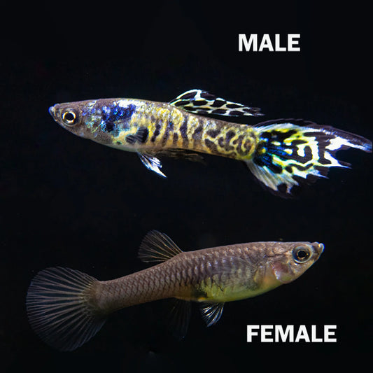Tiger Endler Breeding Trios 1M, 2F