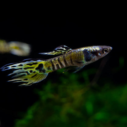 Tiger Endler Breeding Trios 1M, 2F