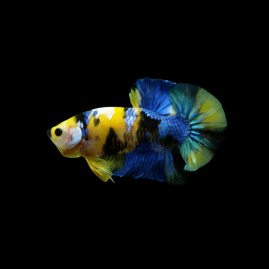 Tiger koi Male Betta