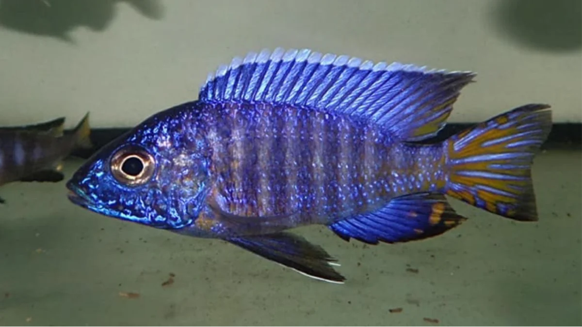 Chilumba Cichlid - NZ Breed