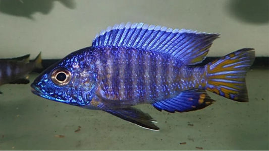 Chilumba Cichlid - NZ Breed