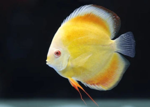 Albino Sunset Discus - 8CM