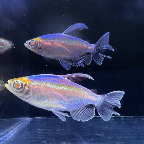 Albino Congo Tetra (Phenacogrammus interruptus)