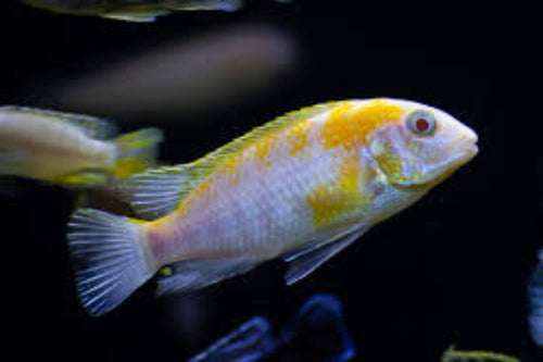 Albino Red Cheek Tropheops (Tropheops sp)